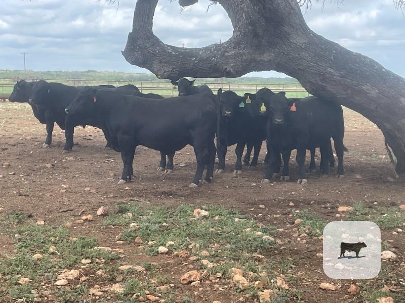 Cattle Range Listing Photo
