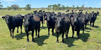 49 Angus Bred Heifers... Central OK