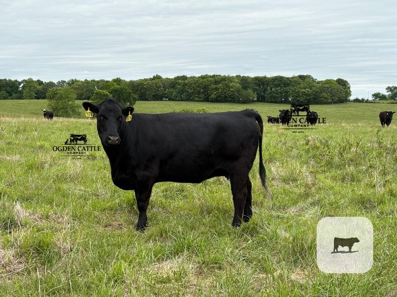 Cattle Range Listing Photo