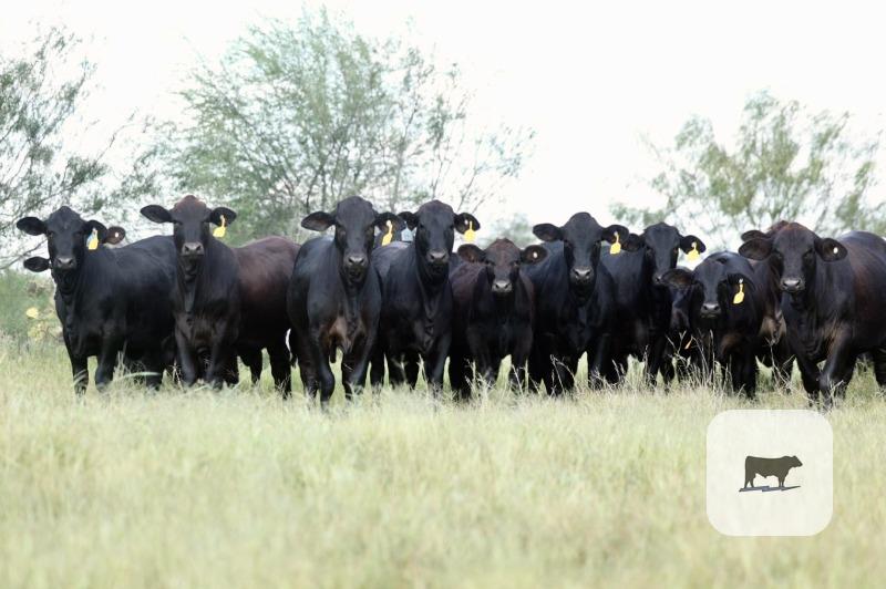 Cattle Range Listing Photo