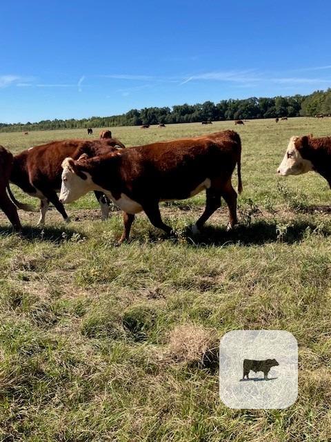 Cattle Range Listing Photo 3