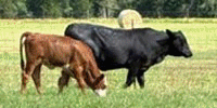 31 Angus/Brangus 1st-Calf Pairs... N. Central TX