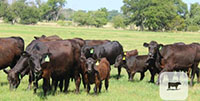14 Angus Plus 1st-Calf Pairs... Central TX