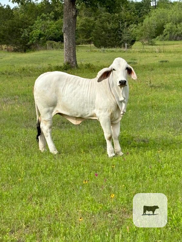 Cattle Range Listing Photo