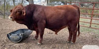 1 Reg. Beefmaster Bull... Central TX