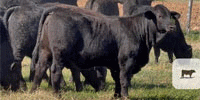 100 Brangus & Brangus Cross Replacement Heifers... Central TX