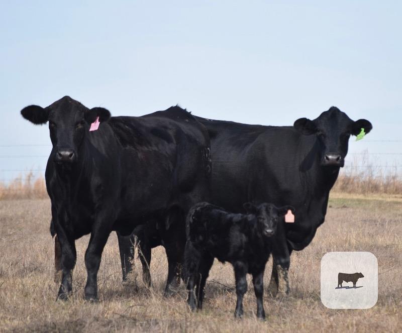 Cattle Range Listing Photo
