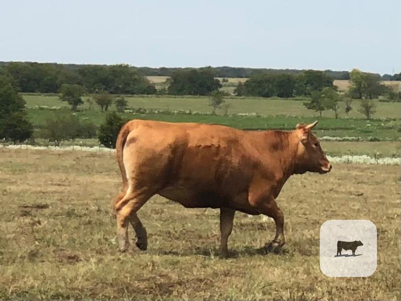 Cattle Range Listing Photo