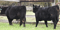 5 Angus Rep. Heifers... Central TX