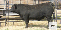 40 Reg. Angus Bulls... E. Central OK