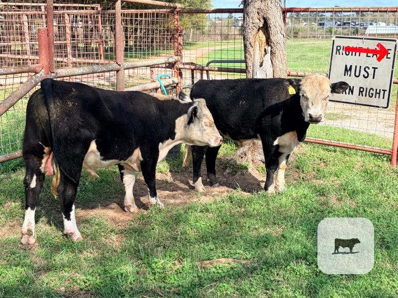 Cattle Range Listing Photo