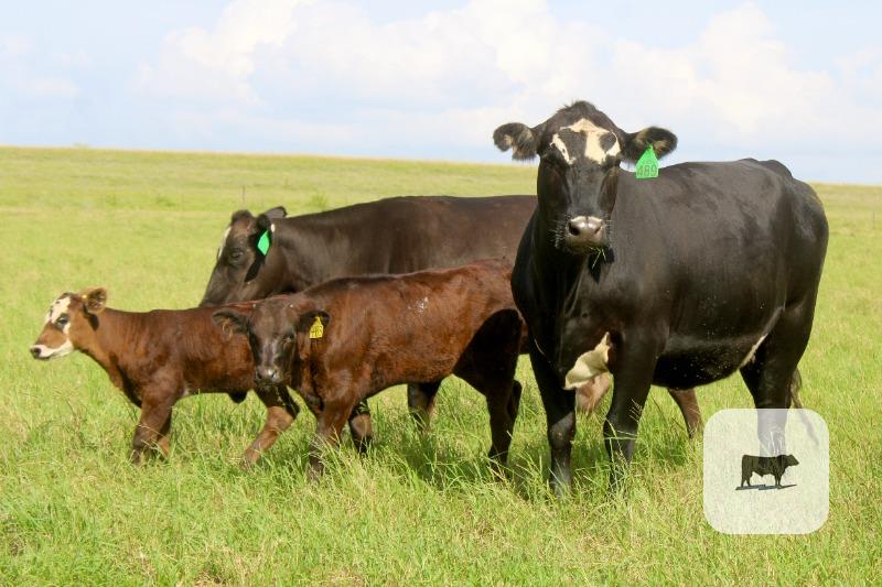 Cattle Range Listing Photo