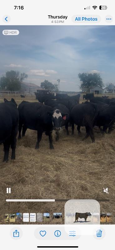 Cattle Range Listing Photo 4