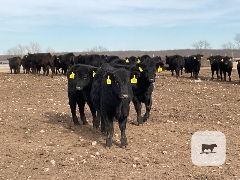 Cattle Range Listing Photo