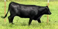 28 Angus Bred Heifers... Central OK ~ BVD-PI Neg.