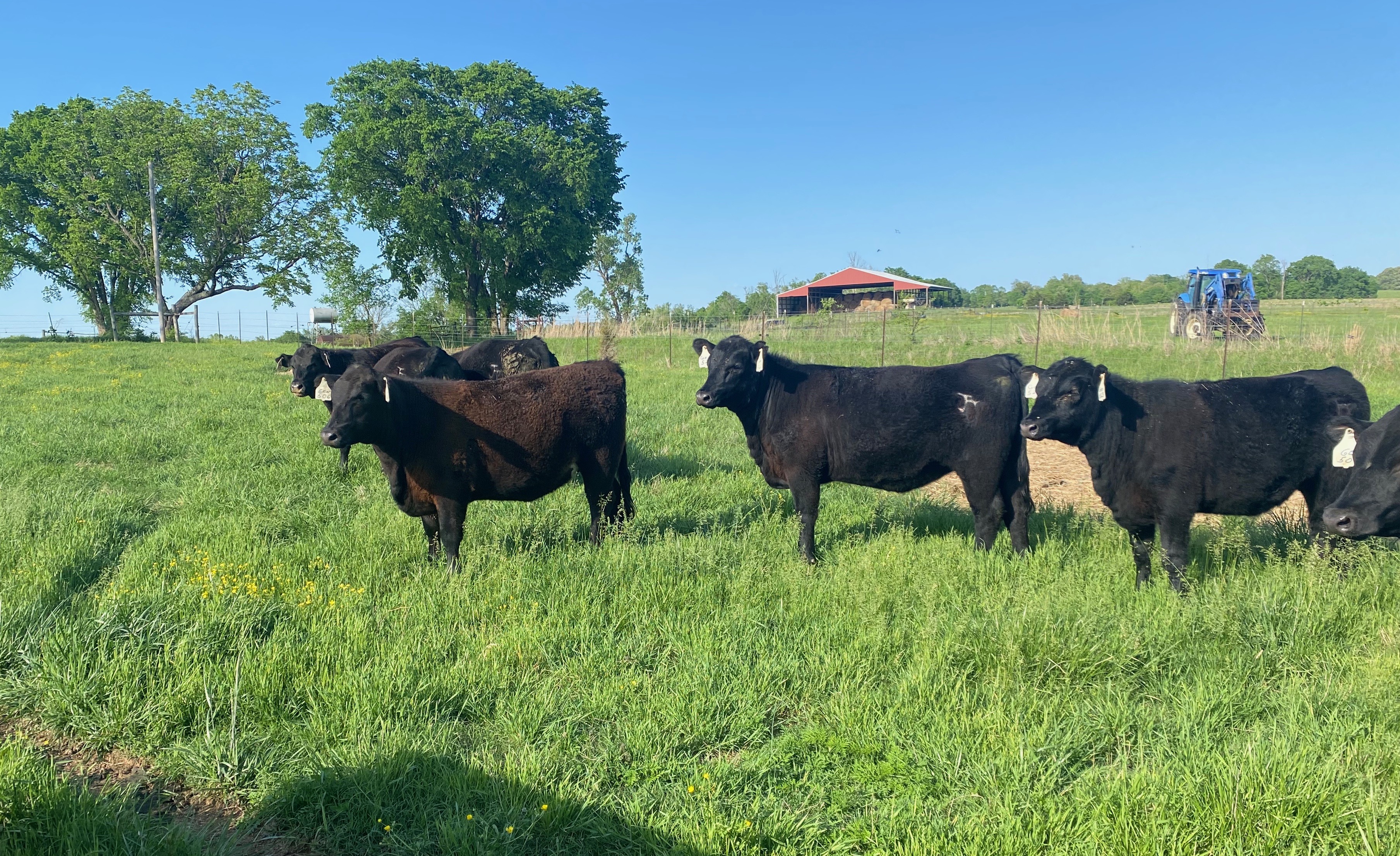 Cattle Range Listing Photo