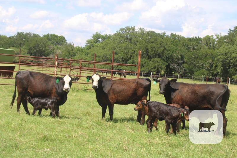 Cattle Range Listing Photo