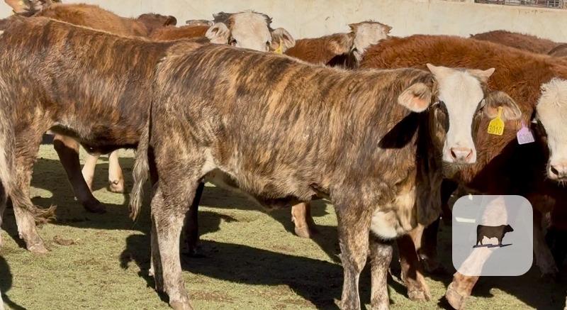 Cattle Range Listing Photo