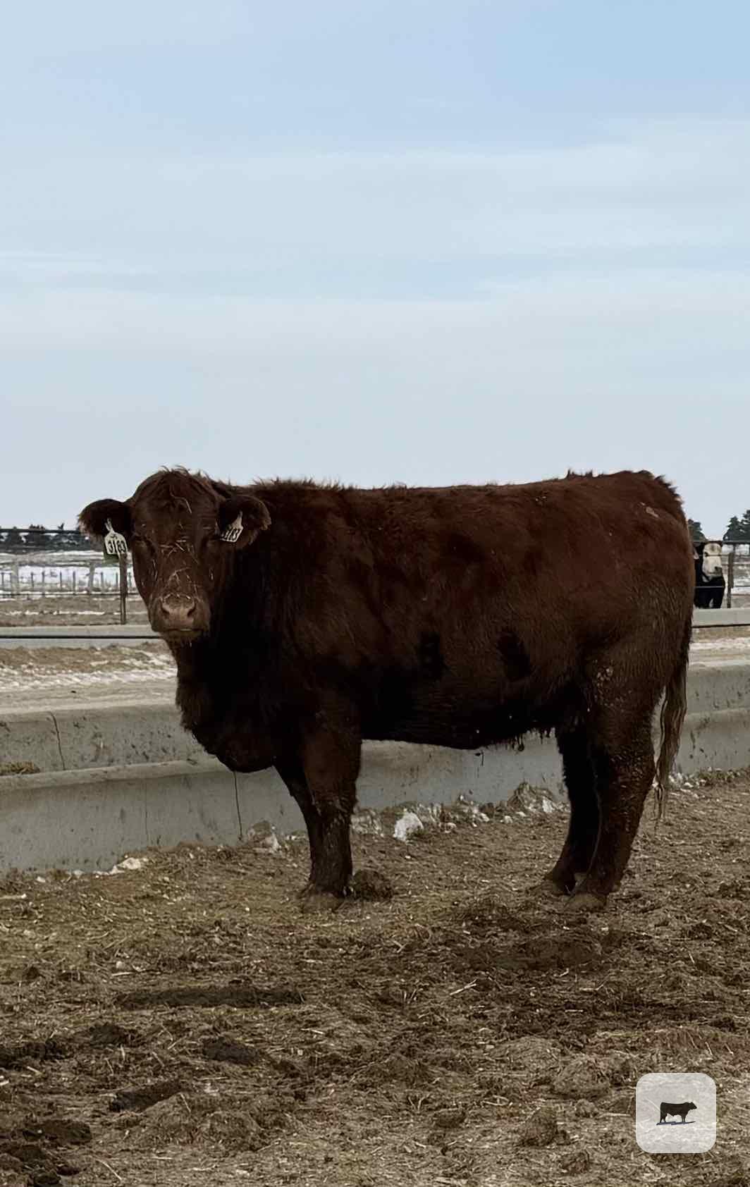 Cattle Range Listing Photo