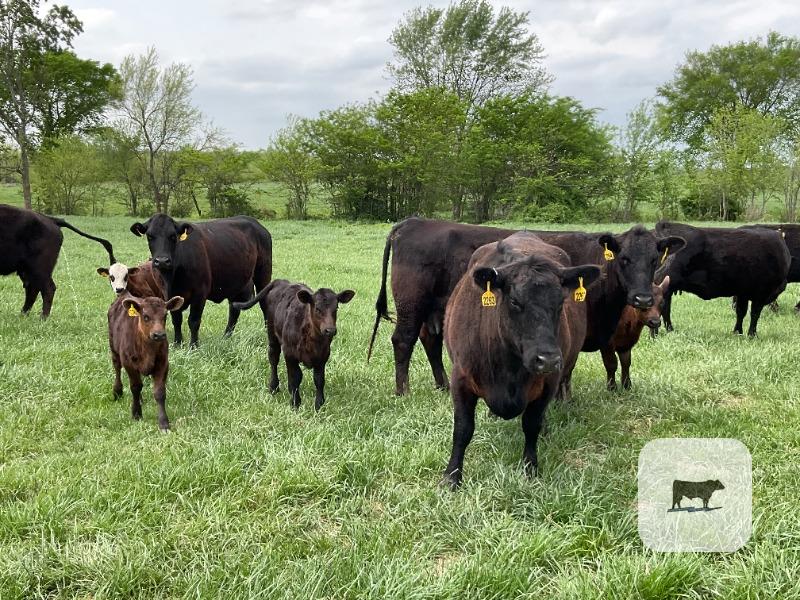 Cattle Range Listing Photo