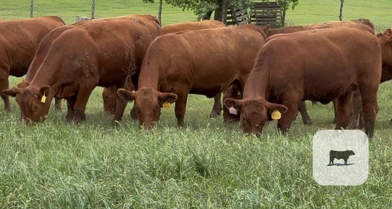 Cattle Range Listing Photo