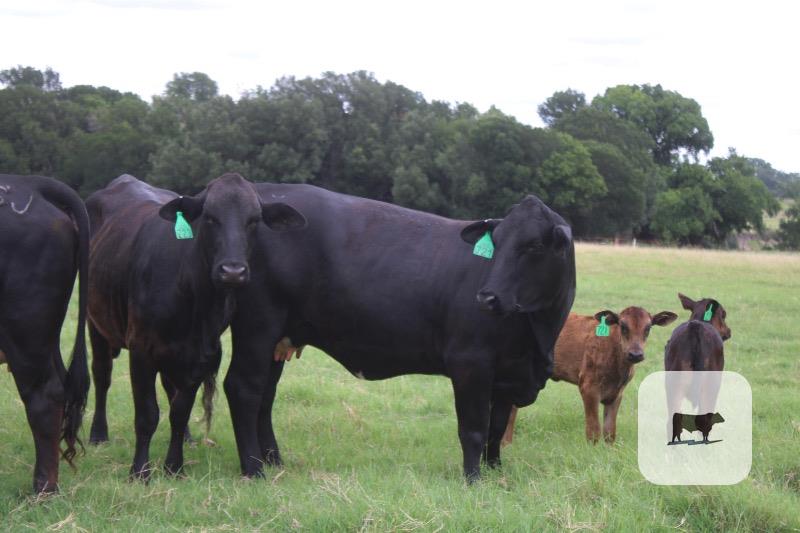 Cattle Range Listing Photo