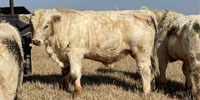 9 Reg. Charolais Bulls... N. Central OK