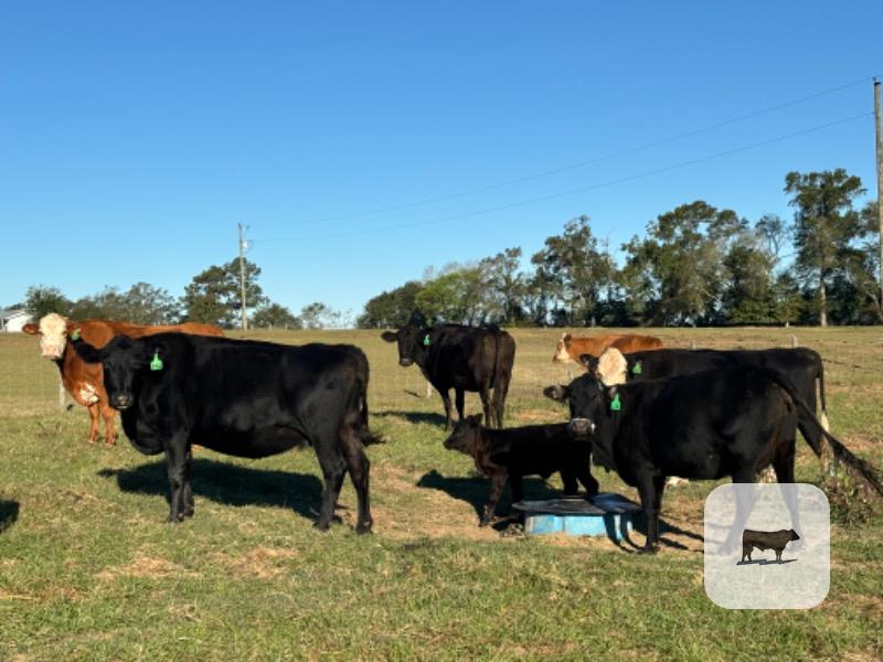 Cattle Range Listing Photo