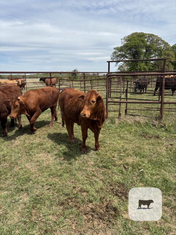 Cattle Range Listing Photo