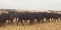 339	Angus & BWF Bred Heifers... W. Central OK