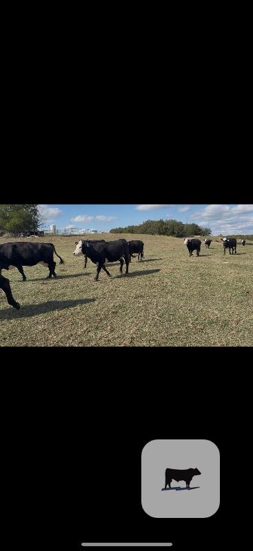Cattle Range Listing Photo