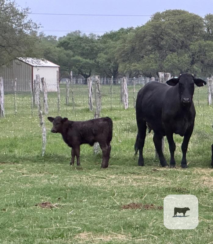 Cattle Range Listing Photo