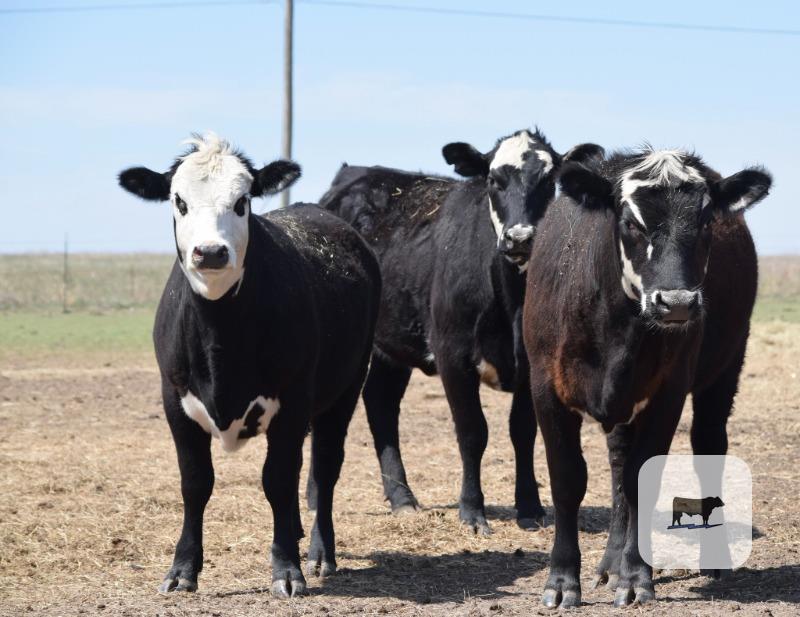 Cattle Range Listing Photo