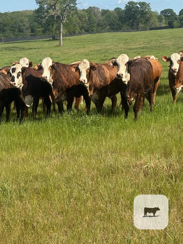 Cattle Range Listing Photo