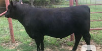 1 Reg. Angus Bull... North TX