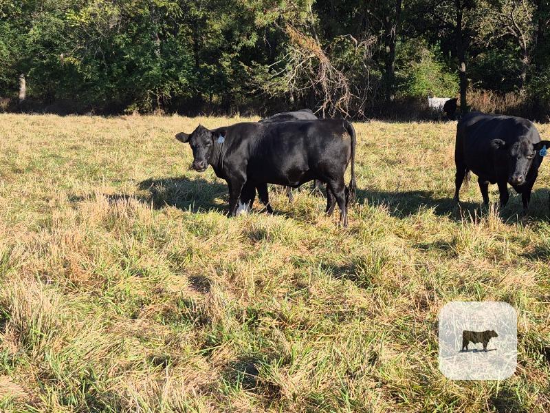 Cattle Range Listing Photo 3