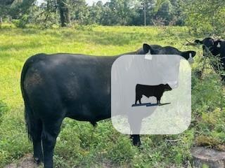 Cattle Range Listing Photo