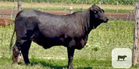 20 Brangus & Brangus Cross Rep. Heifers... Central TX