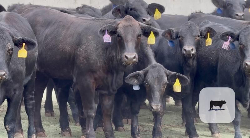 Cattle Range Listing Photo