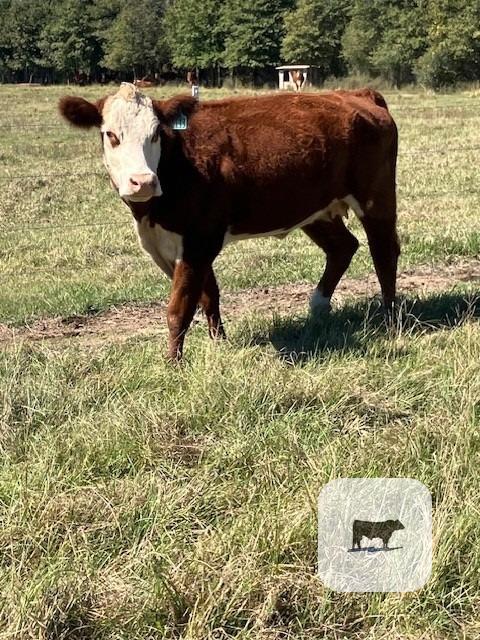 Cattle Range Listing Photo 6