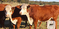 18 Hereford 2nd-Calf Cows... Central TX