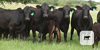 31 Brangus & Brangus Baldy 1st-Calf Pairs... Central TX