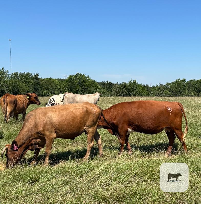 Cattle Range Listing Photo