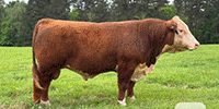 1 Reg. Polled Hereford Bull... Northeast TX