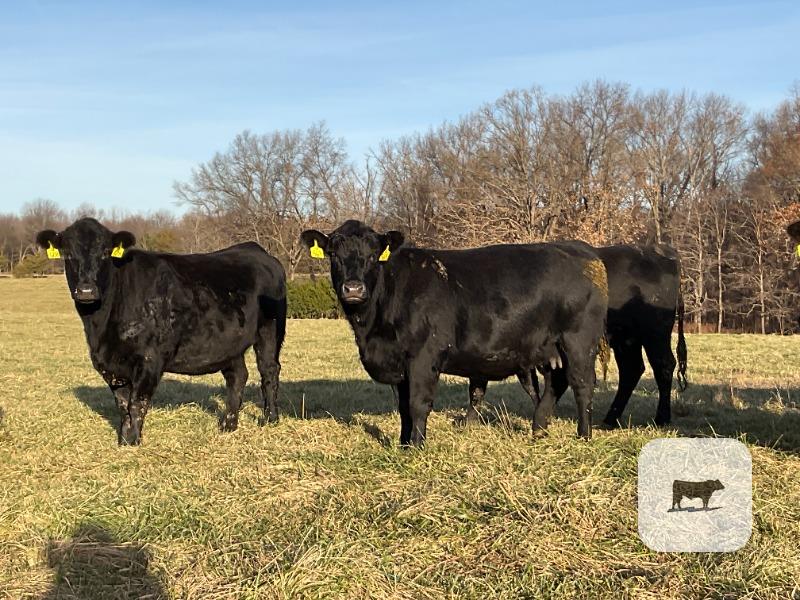 Cattle Range Listing Photo