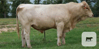 14 Reg. Charolais Bulls... East TX