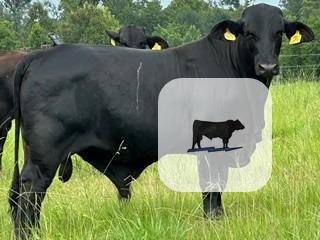 Cattle Range Listing Photo