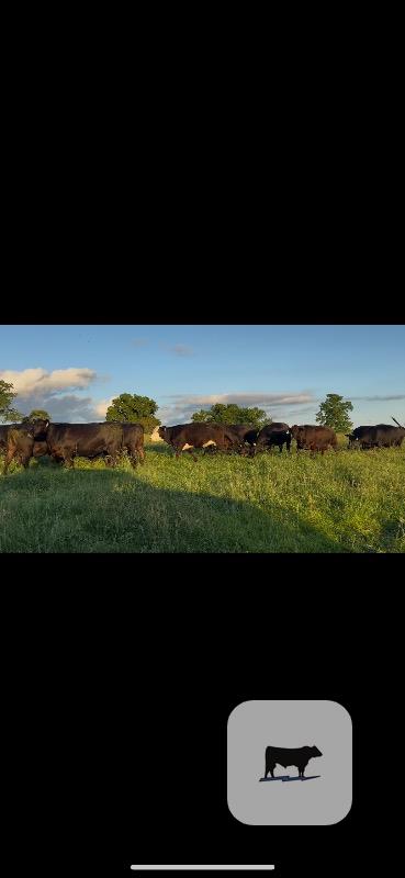 Cattle Range Listing Photo
