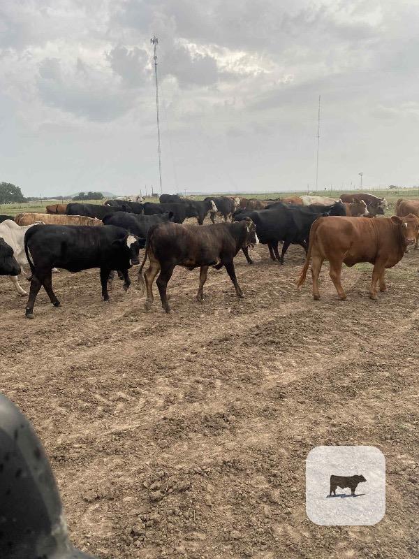 Cattle Range Listing Photo