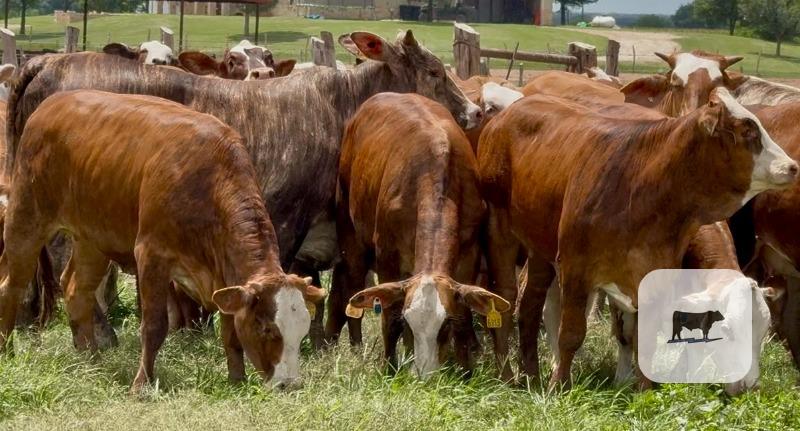 Cattle Range Listing Photo